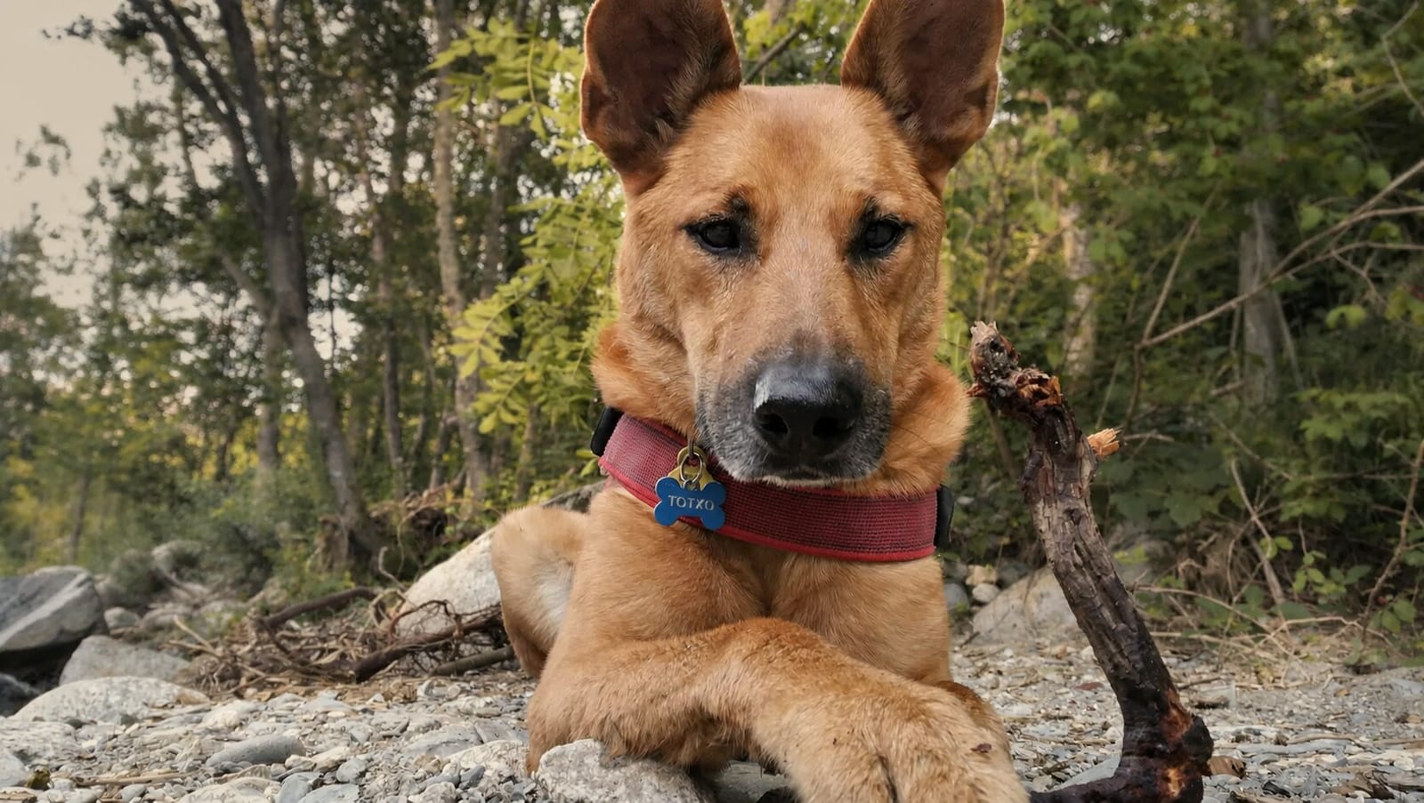 Totxo, perro cruce de pastor alemán y malinois, tumbado junto al río